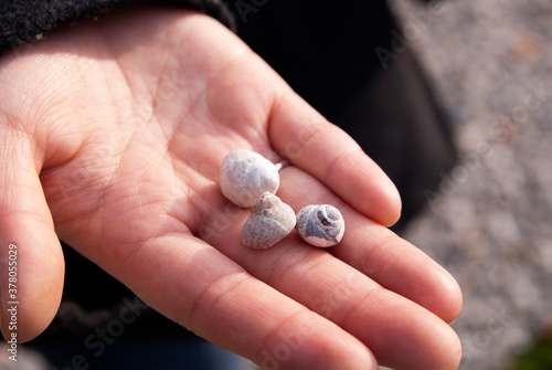 seashells on the hand
