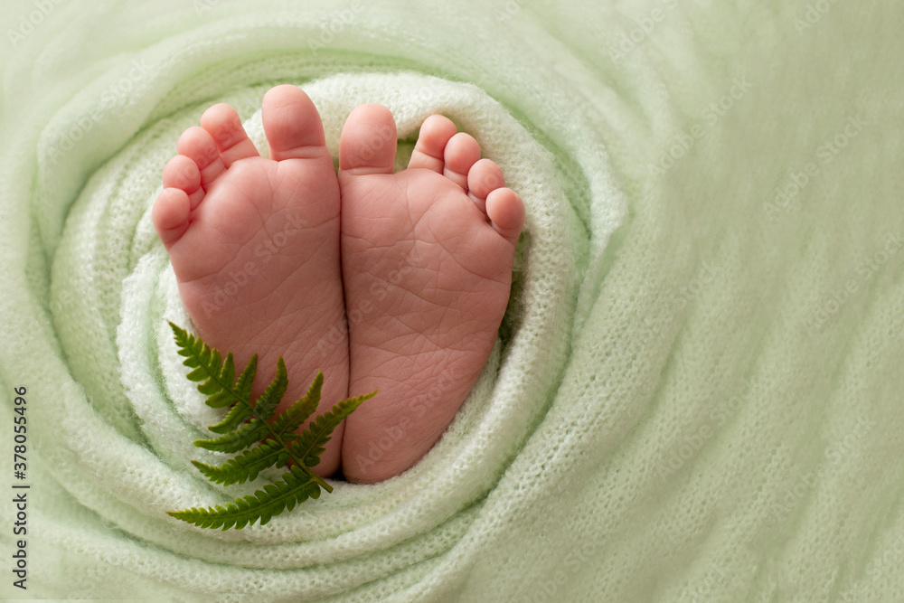 foot of the newborn baby. copy space, green background, Summer concept. fern. Selective focus foot of the newborn baby. copy space, green background, Summer concept. fern. Selective focus