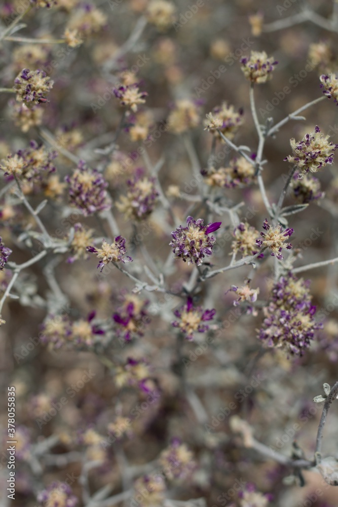 Spike like inflorescences of purple bloom on Dyebush, Psorothamnus Emoryi, Fabaceae, native hermaphroditic perennial subshrub in Joshua Tree National Park, Southern Mojave Desert, Springtime. Spike like inflorescences of purple bloom on Dyebush, Psorothamnus Emoryi, Fabaceae, native hermaphroditic perennial subshrub in Joshua Tree National Park, Southern Mojave Desert, Springtime.