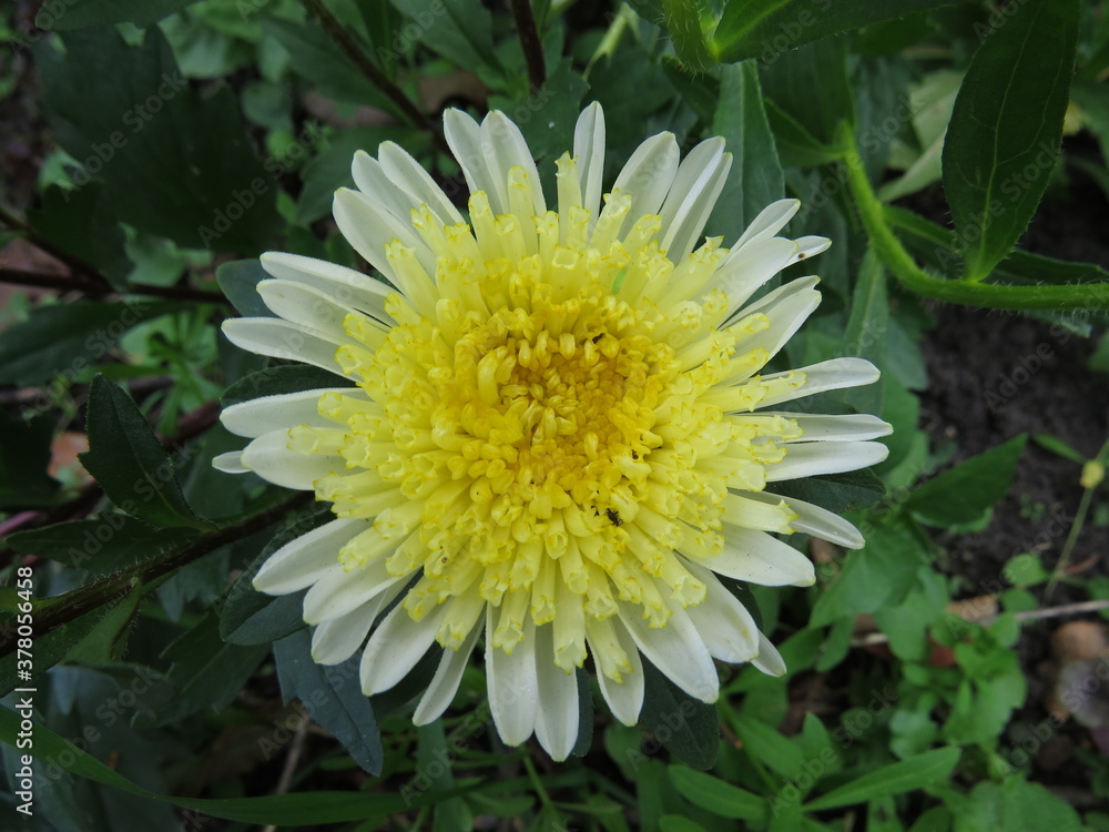 flowers flowers