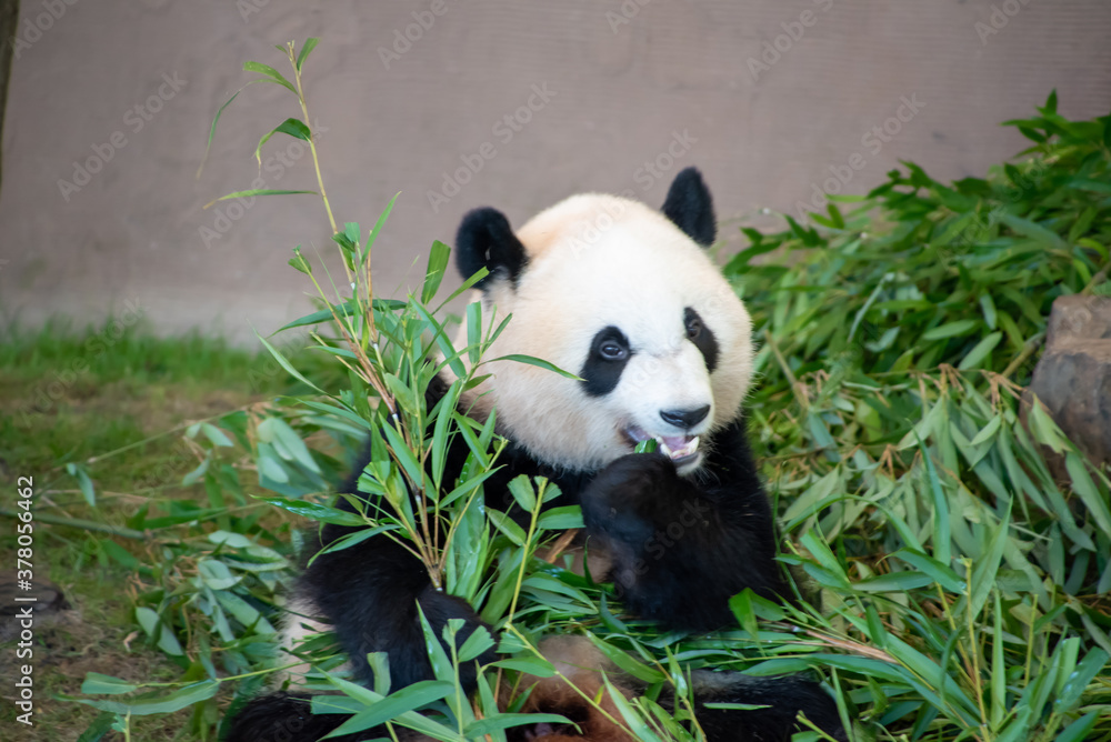 Fototapeta premium giant panda eating bamboo