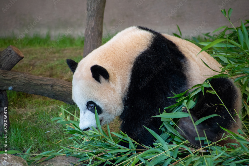 Fototapeta premium giant panda eating bamboo