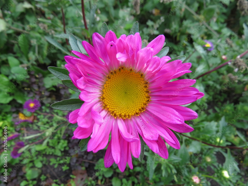Obraz premium flowers