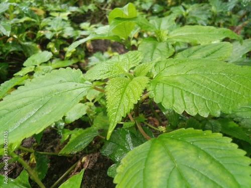 leaves of a strawberry