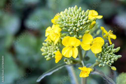 Rape blossoms in spring