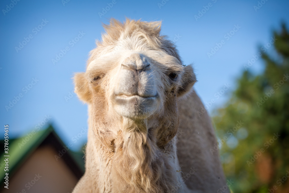 Fototapeta premium bipedal camel portrait in nature