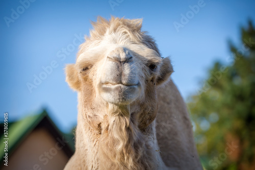 bipedal camel portrait in nature