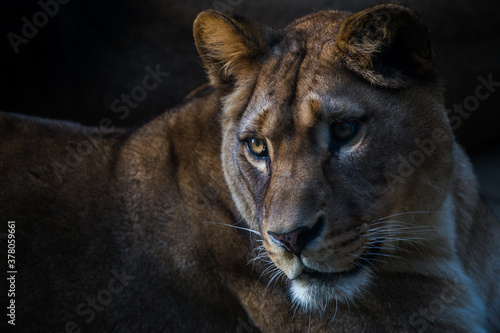 Berber lioness portrait in nature park