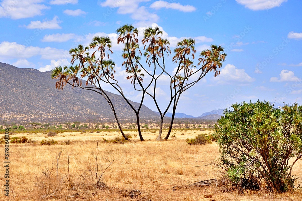 Palmy po środku sawanny. Park narodowy Samburu (Kenia) - obrazy, fototapety, plakaty 
