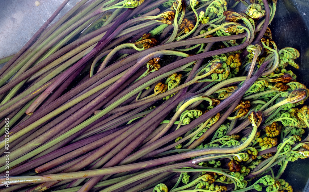 Fresh bracken Fresh bracken