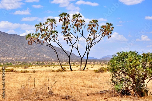 Palmy po środku sawanny. Park narodowy Samburu (Kenia) © Lancan