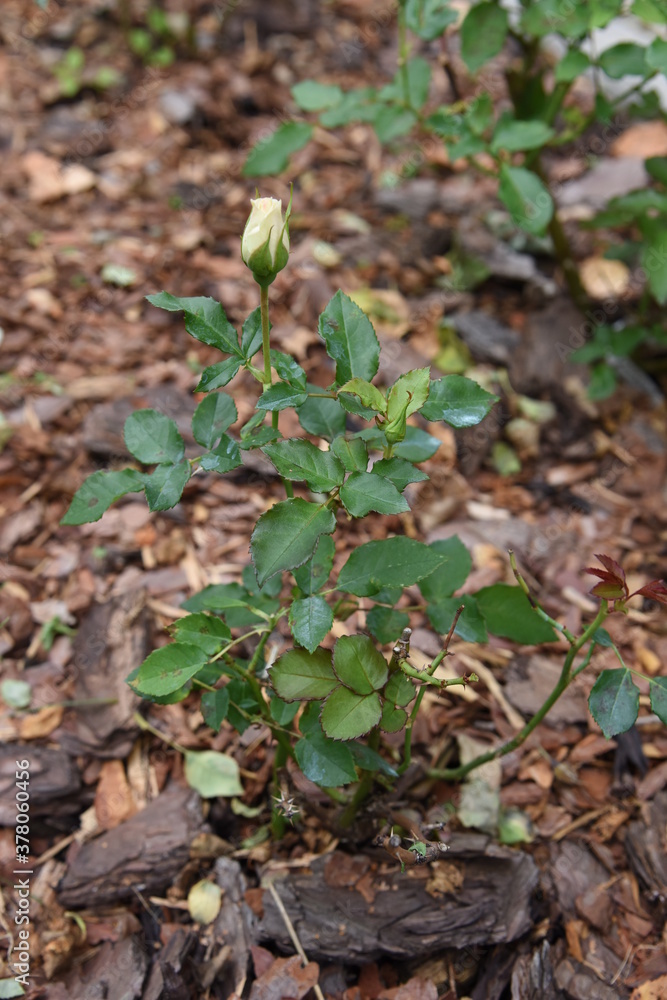 Roses bushes grow on flower bed with mulching by pine bark mulch in private garden Roses bushes grow on flower bed with mulching by pine bark mulch in private garden