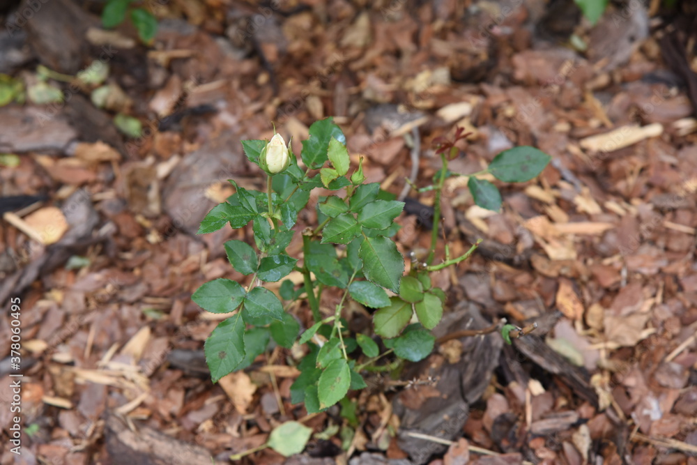 Roses bushes grow on flower bed with mulching by pine bark mulch in private garden Roses bushes grow on flower bed with mulching by pine bark mulch in private garden