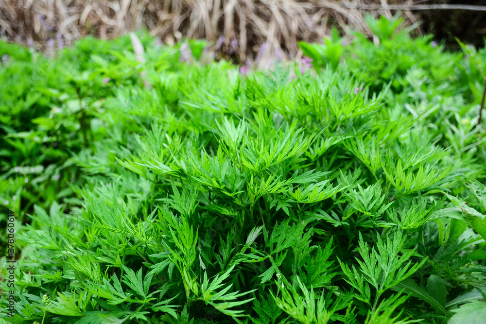 Fresh wormwood growing in the wild in spring