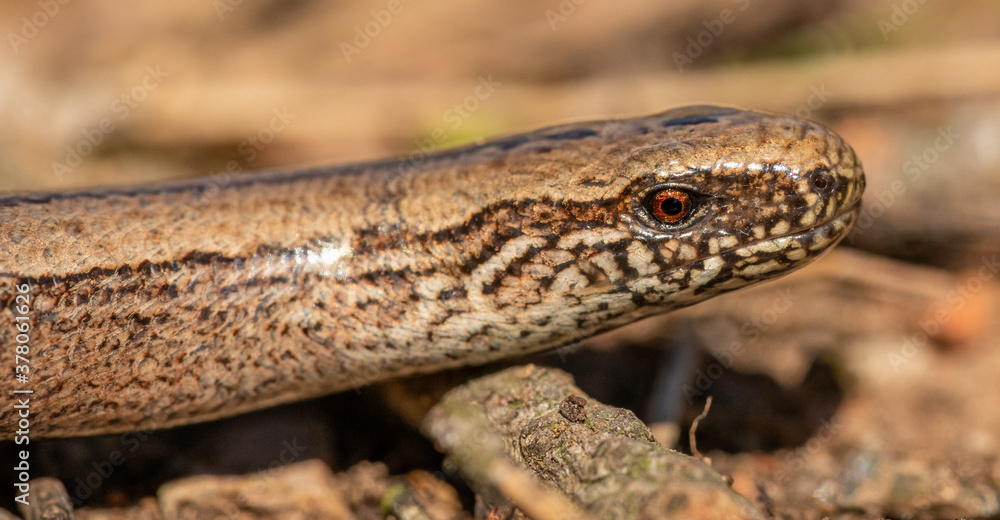 slowworm, blindworm, deaf adder or long-cripple (Anguis fragilis) head detail slowworm, blindworm, deaf adder or long-cripple (Anguis fragilis) head detail