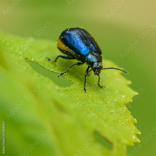 alder leaf beetle (Agelastica alni) on leaf with eaten holes