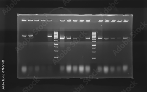 result of agarose gel electrophoresis of PCR products. separation of DNA fragments amplified with the PCR is used for genotyping of transgenic lines in search for heterozygeous lines with tDNA insert photo