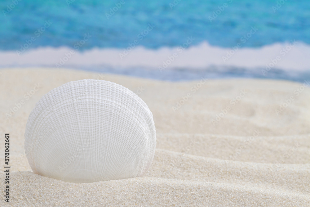 White seashell standing in the corner on sandy tropical beach surface and sea or ocean waves on the background macro White seashell standing in the corner on sandy tropical beach surface and sea or ocean waves on the background macro