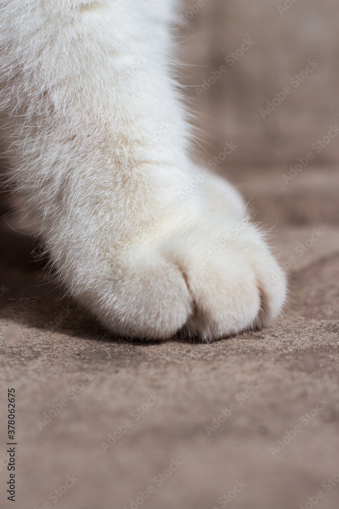 white fluffy paw of a cat close up white fluffy paw of a cat close up