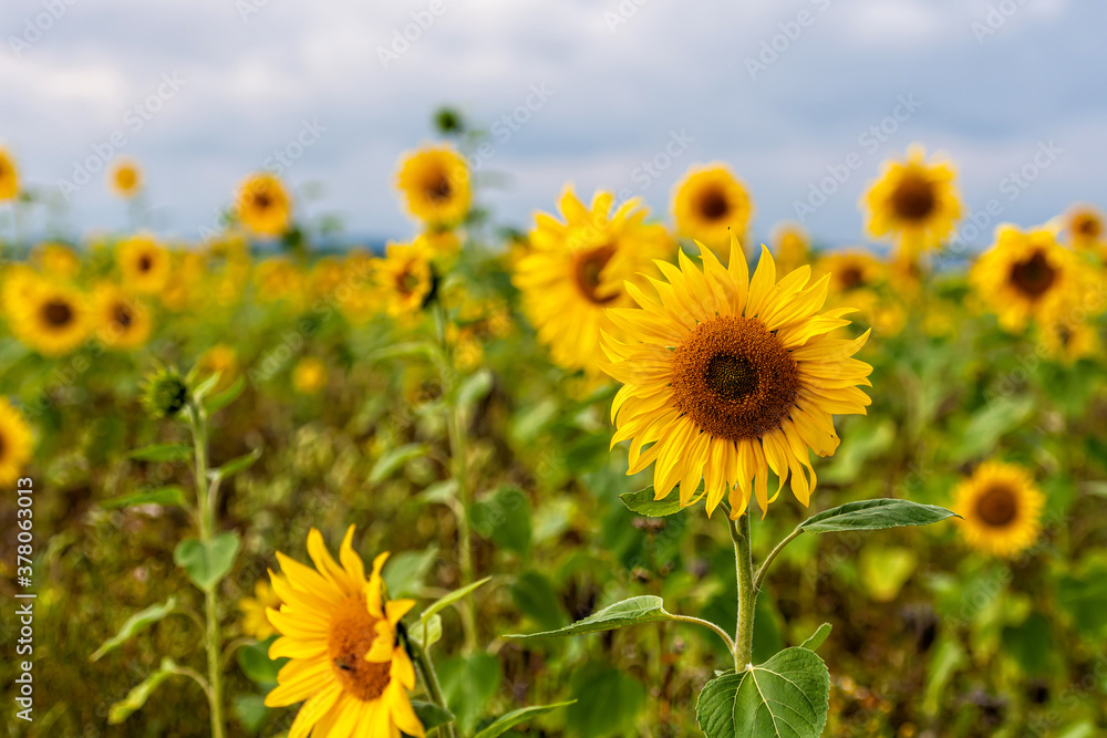 beautiful sunflowers against a blue sky in the field