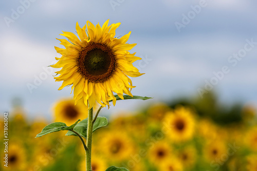 beautiful sunflowers against a blue sky in the field