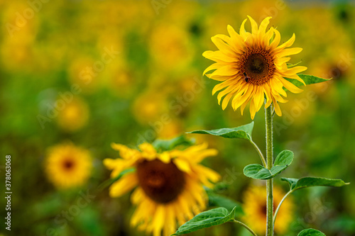 sunflower field in sunshine  bright vibrant flower landscape in summer time