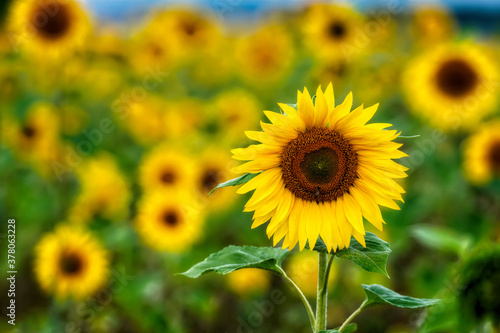 sunflower field in sunshine  bright vibrant flower landscape in summer time