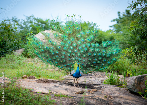Indian Peacock in Udawalawe National Park on the island of Sri Lanka