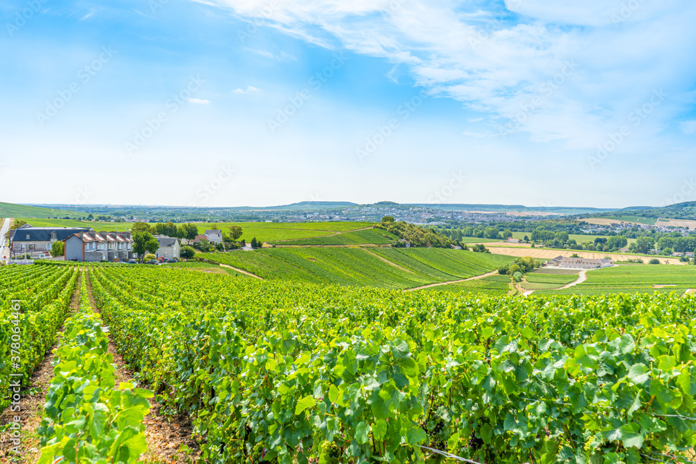 Vineyards and grapes in a hill-country farm in France