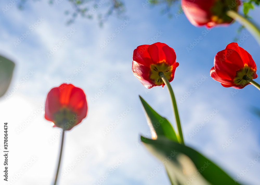 Obraz premium Red tulips on blue sky background. Springtime