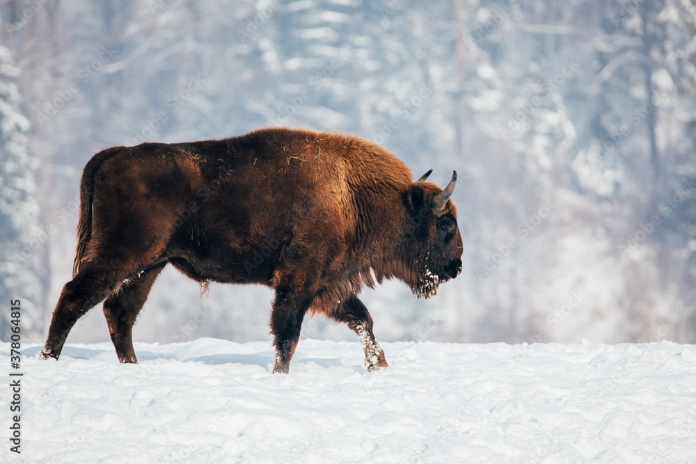 Bison in heavy winter and snow. Bison in heavy winter and snow.
