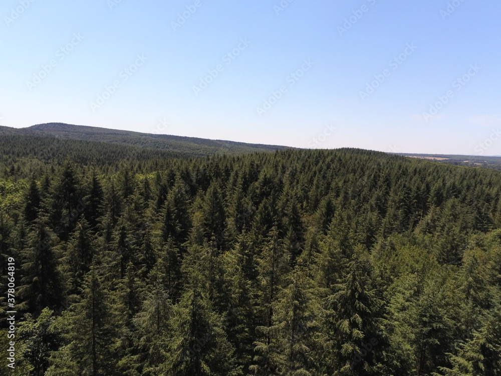 Forêt de sapin en Bourgogne, vue aérienne