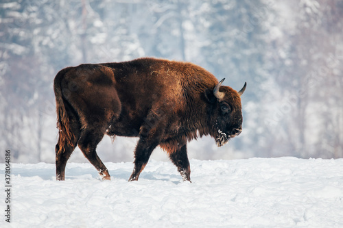 Foto Bison in heavy winter and snow.