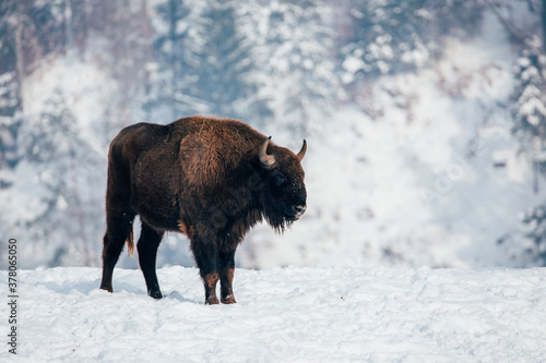 Bison in heavy winter and snow. 