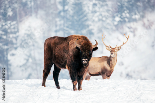 Bison and deer in heavy winter and snow. 