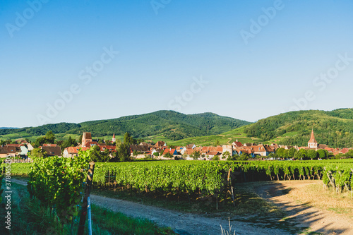 The vineyards around the city of Colmar, France.