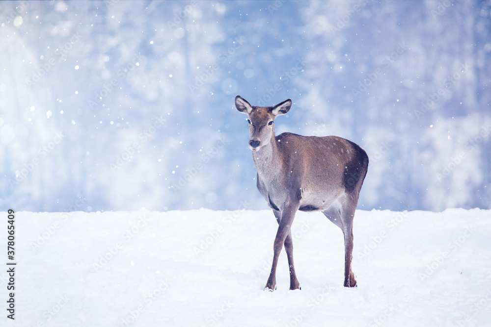Deer in beautiful winter landscape with snow and fir trees in the background. Deer in beautiful winter landscape with snow and fir trees in the background.