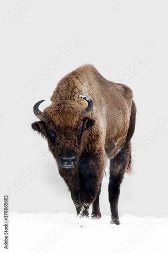 Bison in heavy winter and snow. 