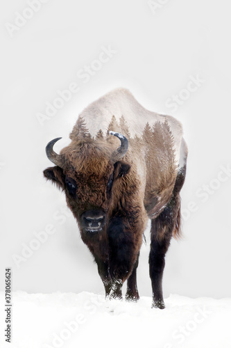 Double exposure of a bison and foggy forest. Fototapeta