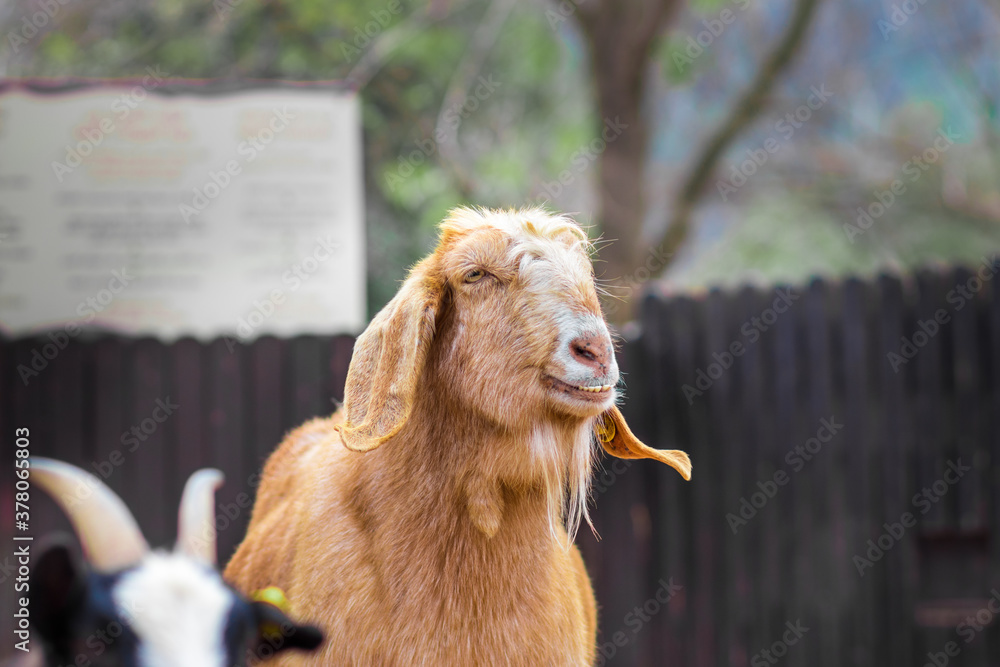 A beautiful brown and white goat in Jerusalem A beautiful brown and white goat in Jerusalem
