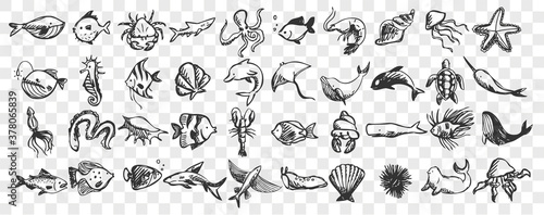 Marine life doodle set. Collection of hand drawn templates sketches patterns of different sea and ocean fish sharks turtles octopus oyster. Animals in wildlife enviroment nature illustration.