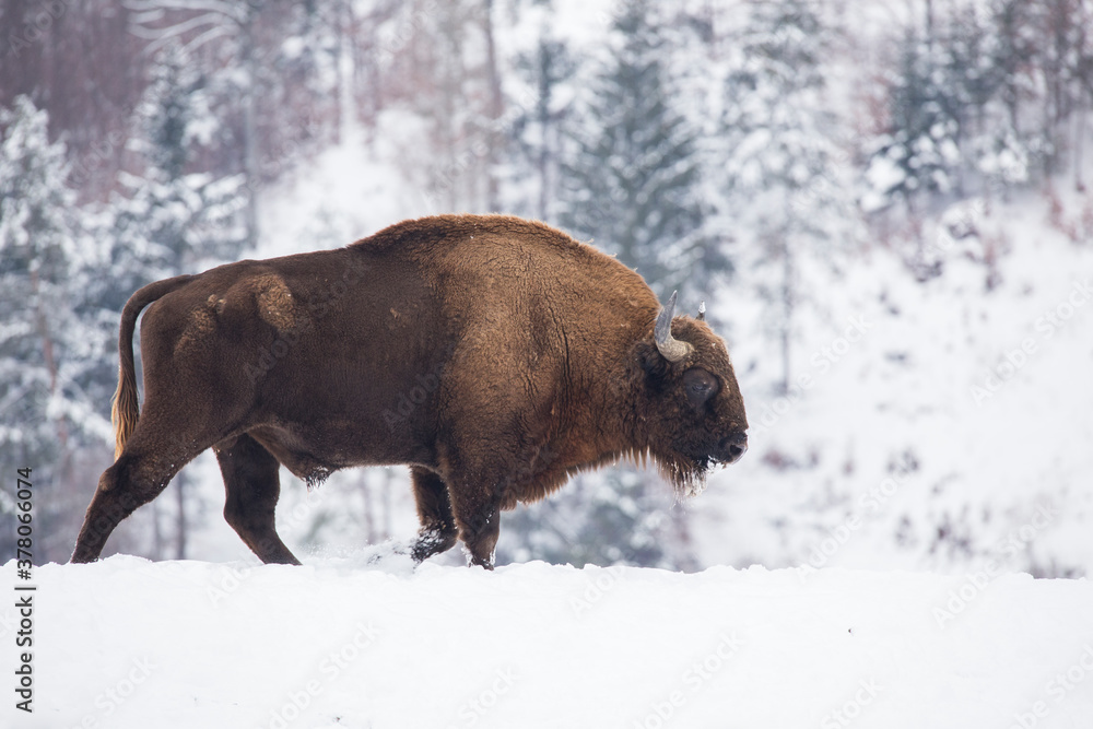 Bison in heavy winter and snow. Bison in heavy winter and snow.