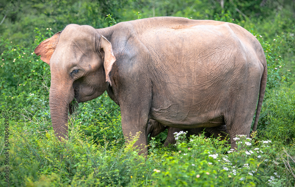 Obraz premium Baby elephant in the Udawalawe National Park on the island of Sri Lanka