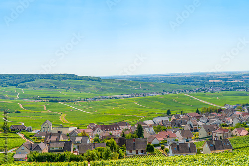 Vineyards and grapes in a hill-country farm in France
