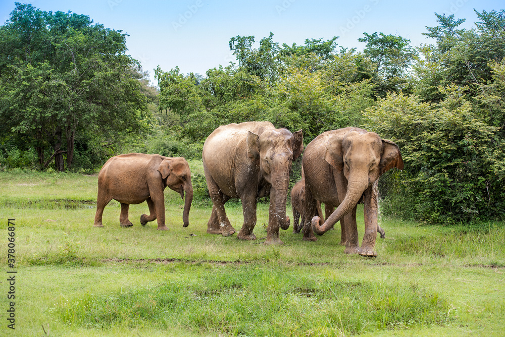 Fototapeta premium Elephants with baby elephant in the Udawalawe National Park on the island of Sri Lanka