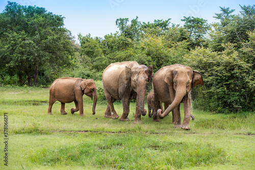Elephants with baby elephant in the Udawalawe National Park on the island of Sri Lanka