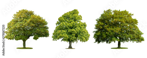 Collections green tree isolated on white background.
