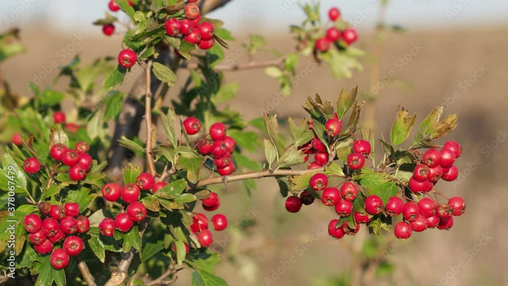 Hawthorn berries branch with ripe fruits in autumn