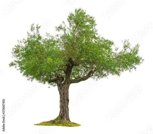 Olive tree on a white background