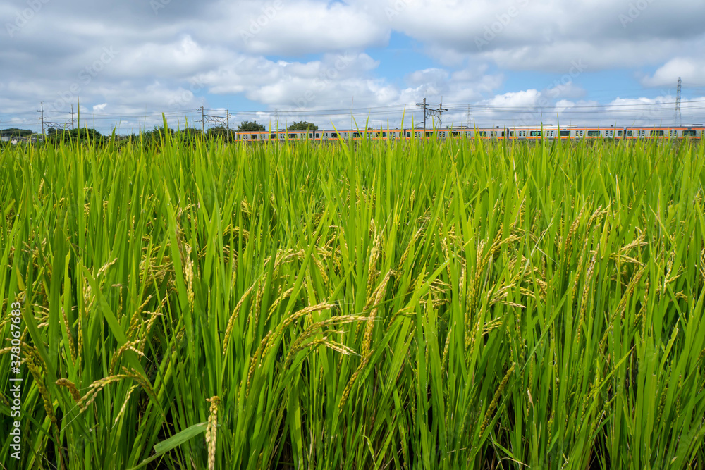 Fototapeta premium 雨に濡れる実った稲穂